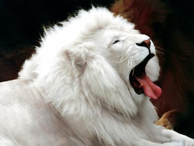 白狮子壁纸