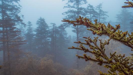 雾气笼罩的森林风光