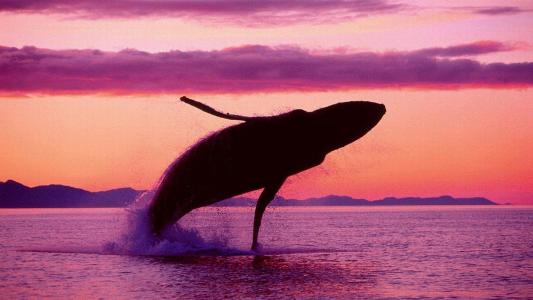 鲸鱼跳出水高清壁纸