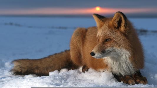 狐狸在日落壁纸