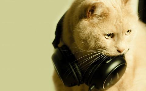 猫与耳机壁纸