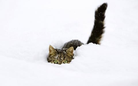 猫在雪壁纸