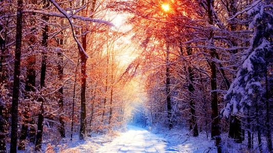 在多雪的森林壁纸的阳光