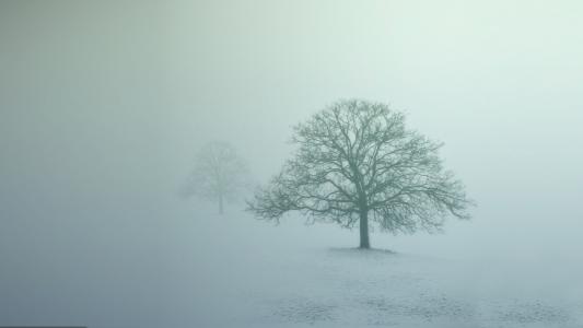 雾冬季场景高清壁纸