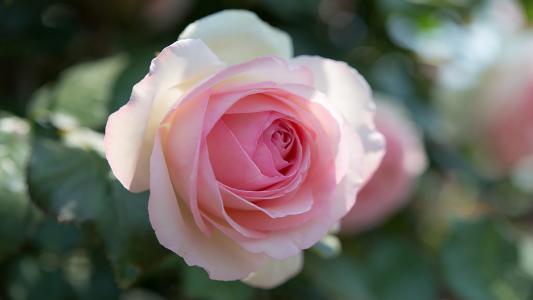 娇嫩迷人的玫瑰花