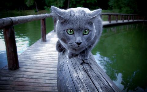 灰色的猫与绿色的眼睛壁纸