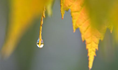 树叶上的水滴