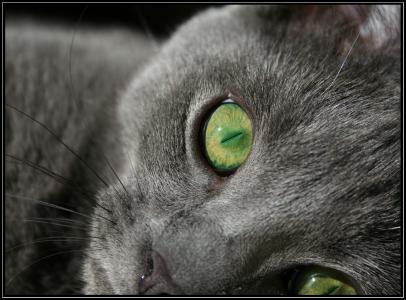 黑猫与绿色的眼睛壁纸