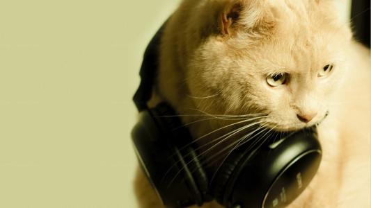 猫与耳机高清壁纸