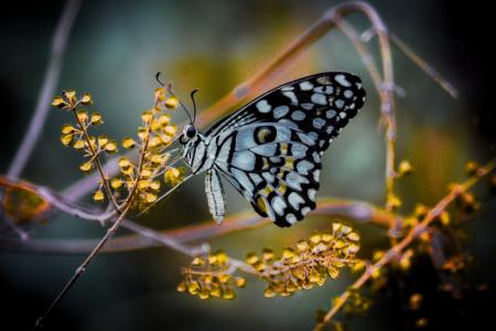 斑斓多彩的蝴蝶