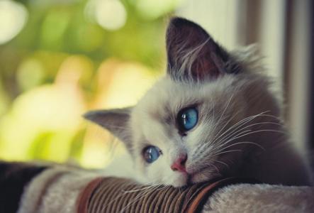 蓝眼睛小猫壁纸