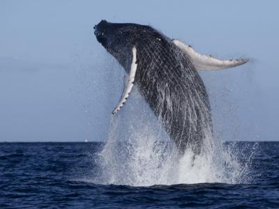 鲸鱼跳出水壁纸