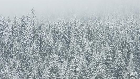 多雪的森林壁纸