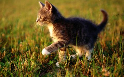 小猫在草壁纸