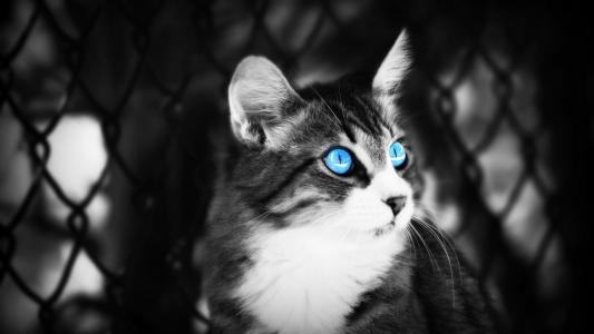 猫与蓝色的眼睛壁纸
