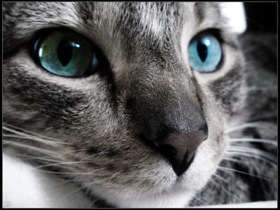 蓝眼睛猫壁纸