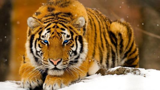 老虎在雪高清壁纸