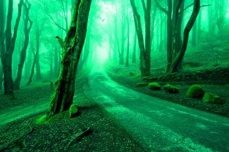 绿色森林路壁纸