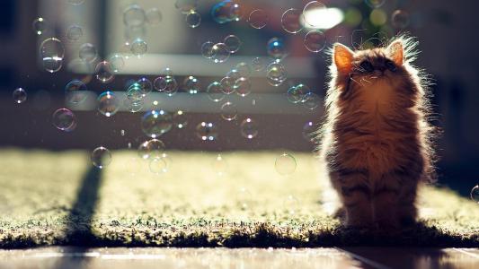 小猫和泡沫高清壁纸