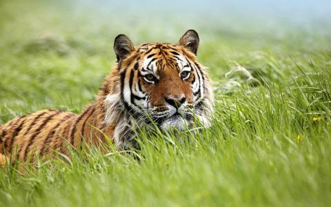老虎在草壁纸冷