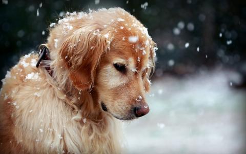 在雪墙纸的狗