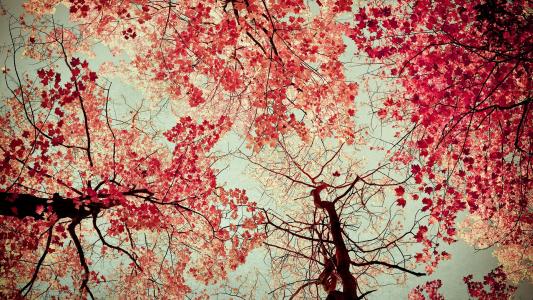 红色的树叶高清壁纸