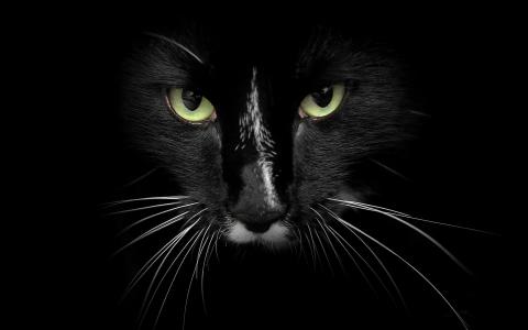 黑猫与绿色的眼睛壁纸