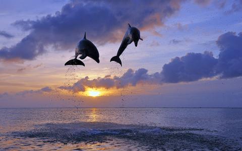 海豚跳入空气壁纸
