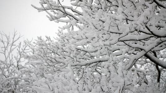 在树枝上的雪高清壁纸