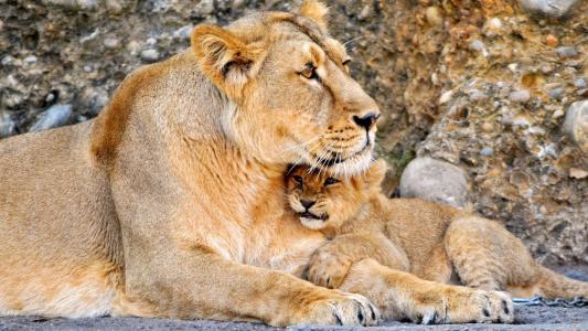 狮子幼崽壁纸的母狮