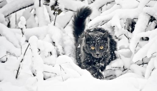 黑猫在雪壁纸