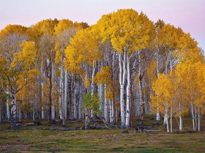 秋季泛黄的树林景色