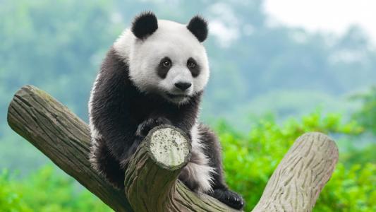 呆萌可爱的国宝熊猫