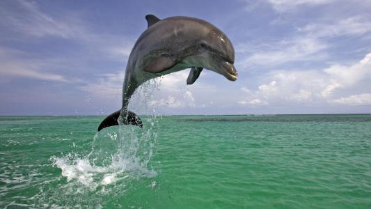 海豚跳出水高清壁纸