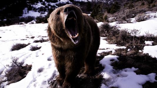 愤怒的棕熊高清壁纸