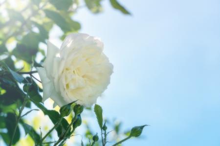 阳光下绽放的纯白色玫瑰