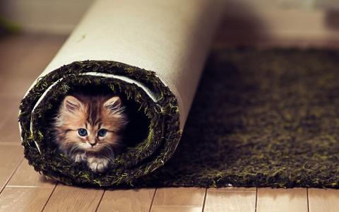 小可爱的小猫壁纸