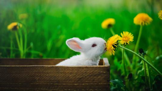 品尝花朵的小白兔