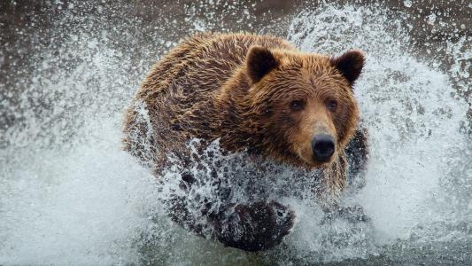 熊穿过水高清壁纸