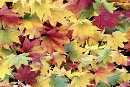 多彩的秋天树叶壁纸