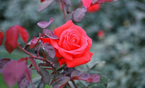 娇艳迷人的红玫瑰