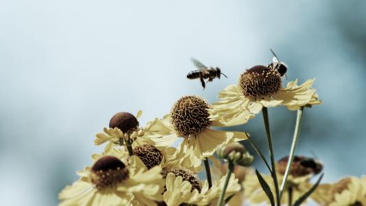 蜜蜂和花朵高清壁纸