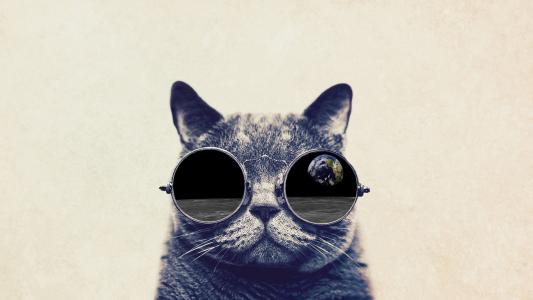 有趣的猫，大眼镜高清壁纸