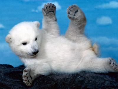 北极熊幼崽壁纸