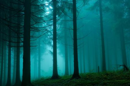 有雾的黑暗森林壁纸