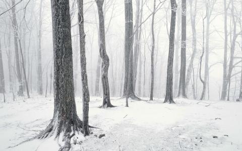 森林冬季现场壁纸