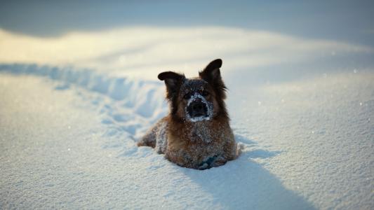 狗在雪高清壁纸