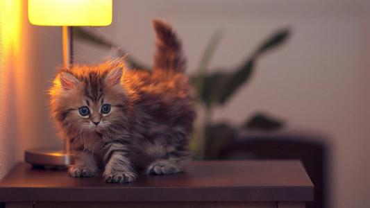 蓬松的小猫高清壁纸