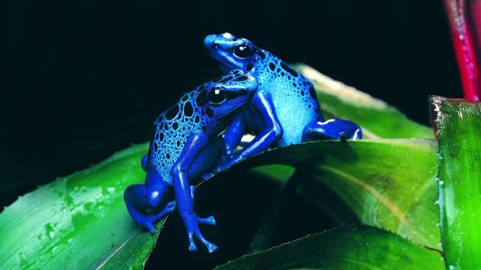 蓝色的青蛙高清壁纸