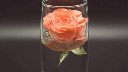 水杯中的玫瑰花摄影